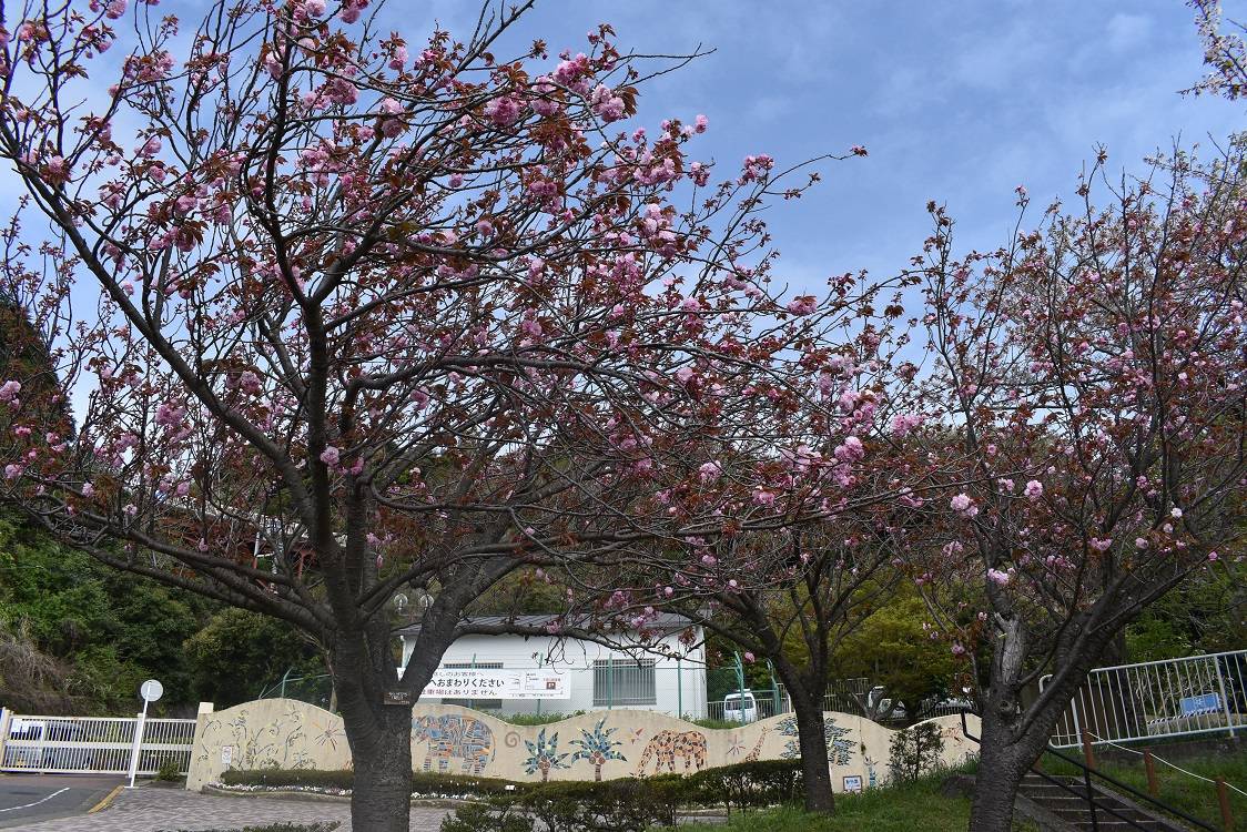 サトザクラ20230406-1.jpg