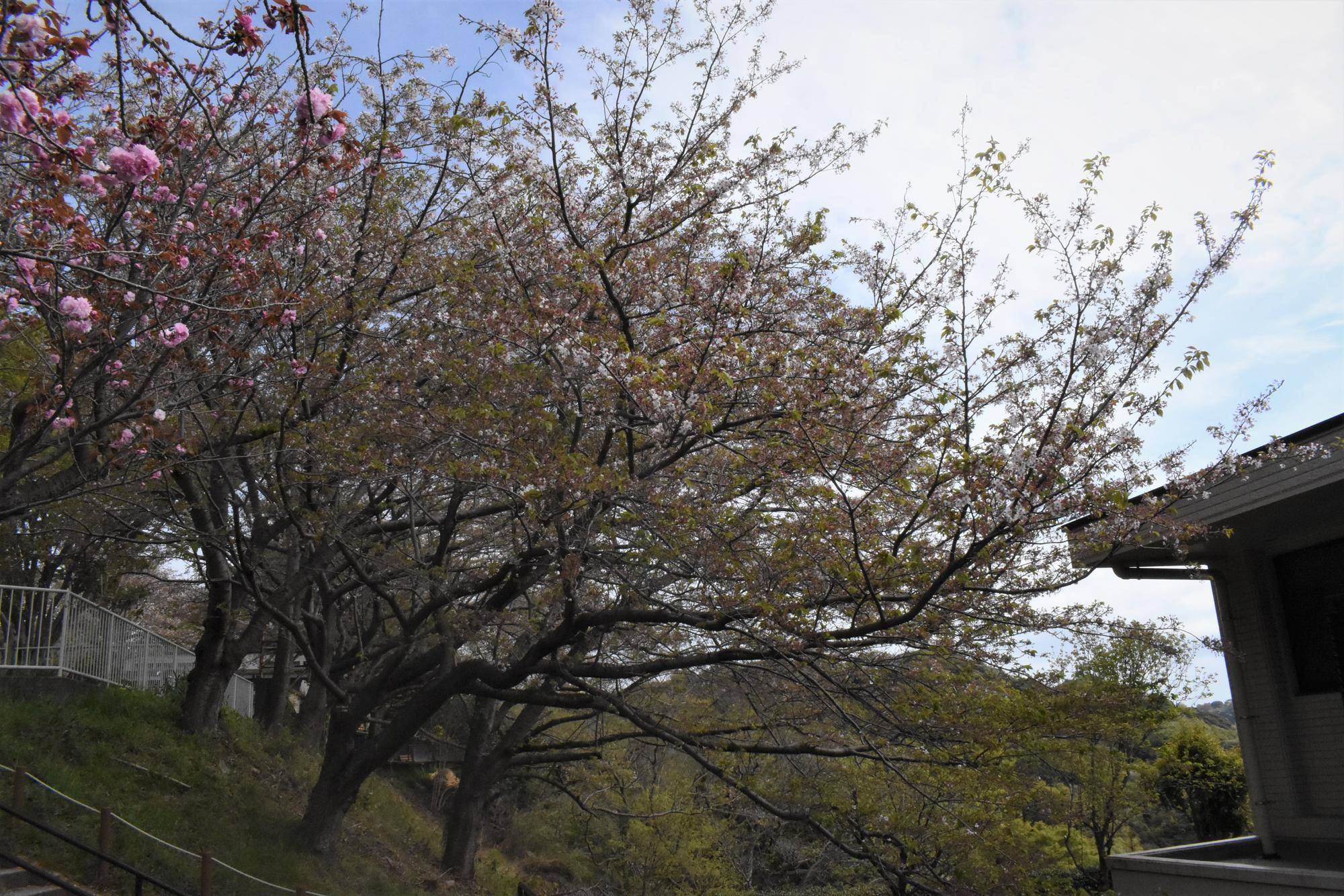 ソメイヨシノ20230406-1.jpg