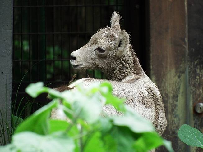 オオツノヒツジ大きくなりました_②.jpg