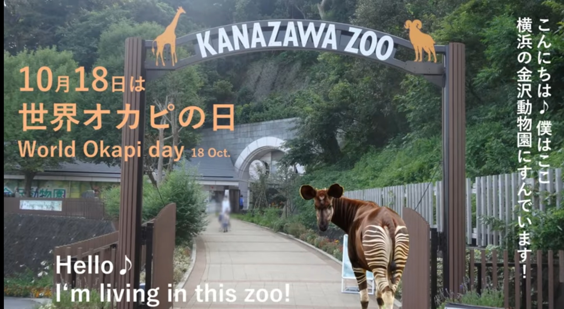 オカピの日動画.jpg