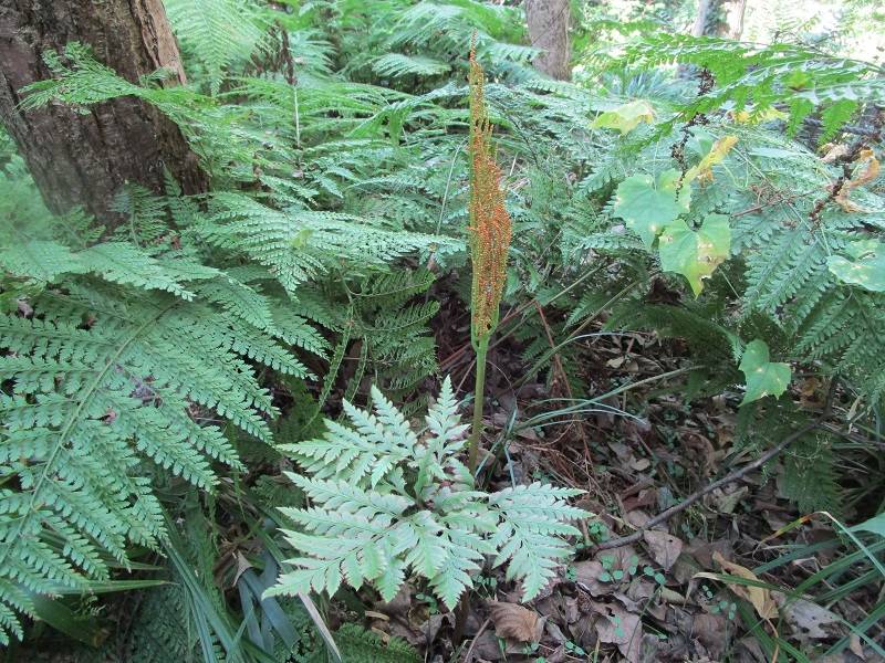 保全種オオハナワラビ.jpg