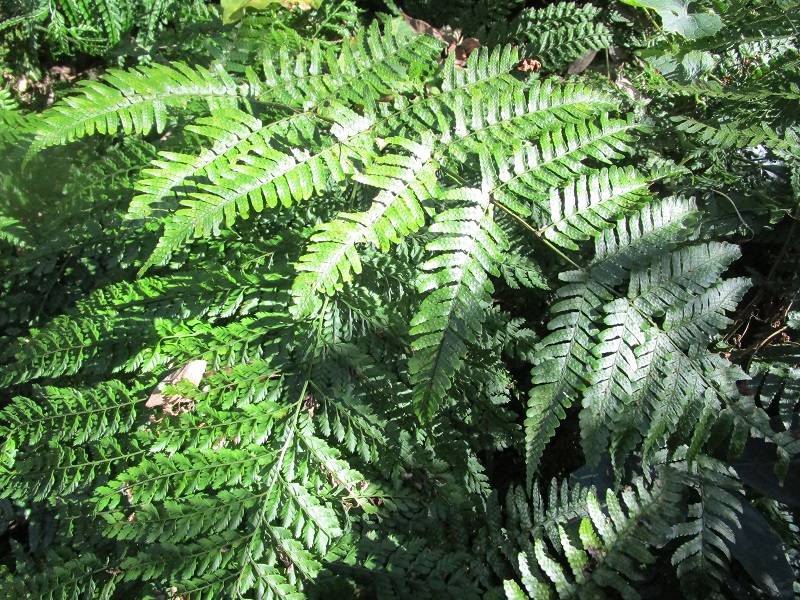 生い茂るシダ.jpg