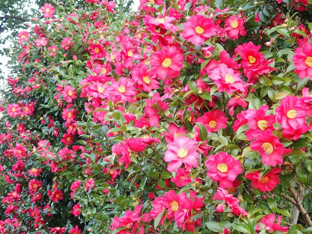 品質が ツバキ|花情報｜ブログ|金沢動物園公式サイト｜公益財団法人 果樹