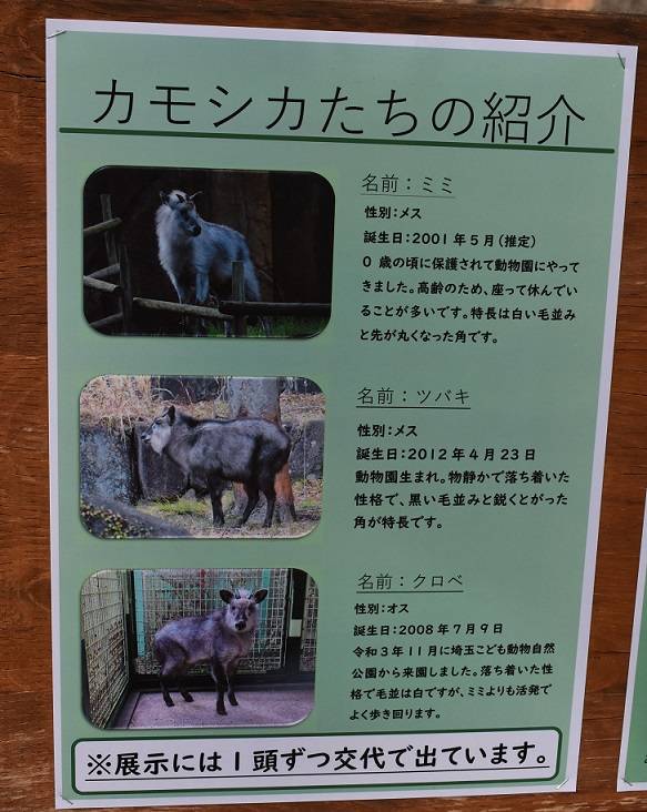 カモシカ紹介.jpg