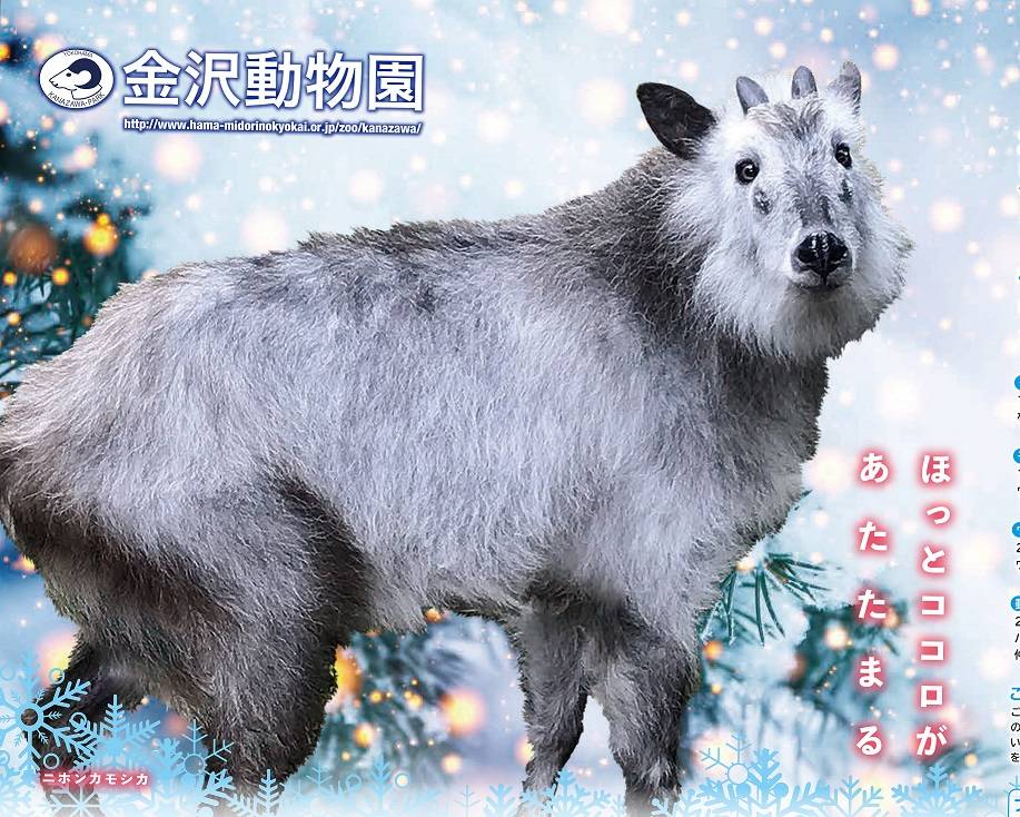 金沢動物園2020冬ポスターニホンカモシカのみ.jpg