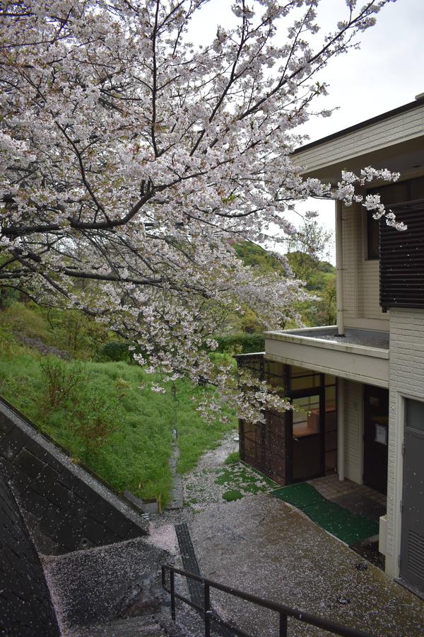 ①0409サクラ.jpg