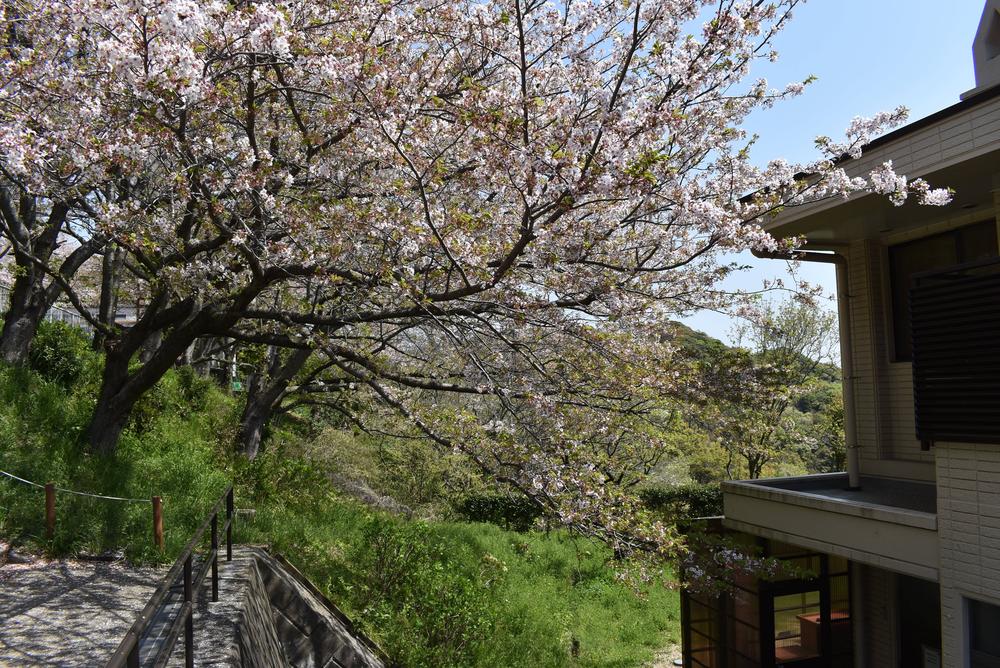 ①0414サクラ.jpg