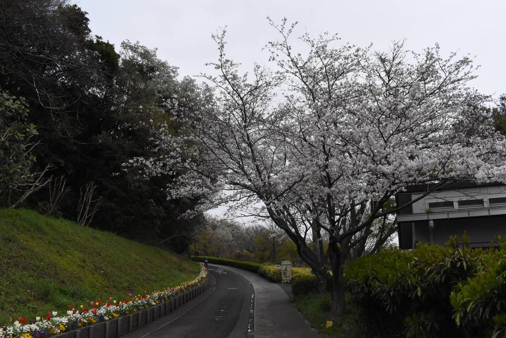②0405サクラ.jpg