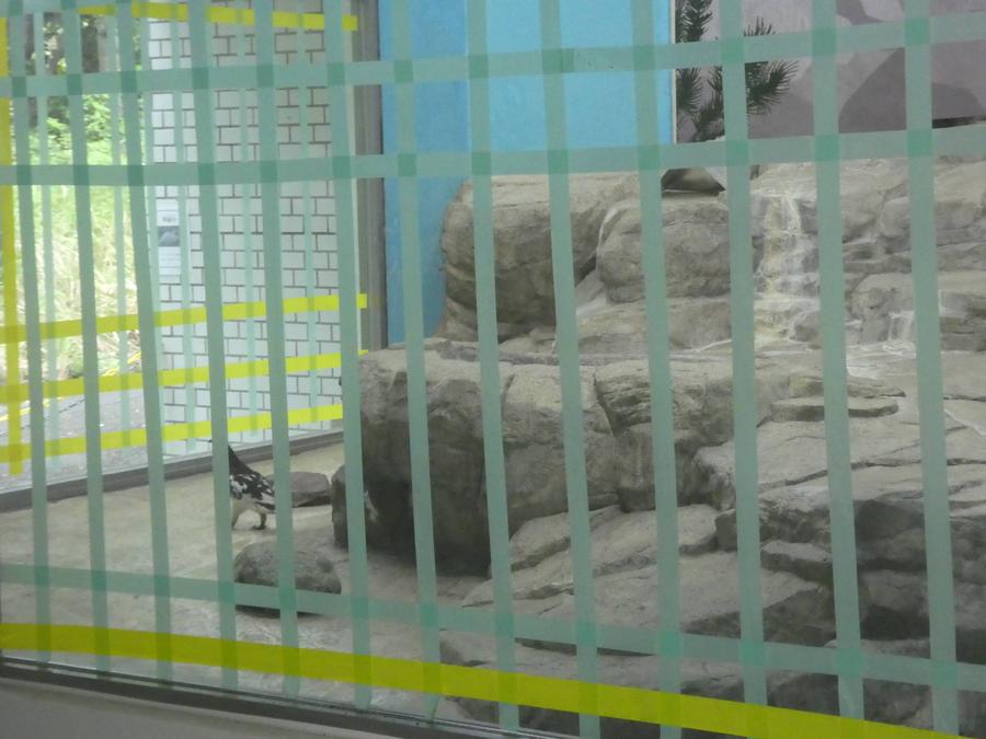 ライチョウ展示場ガラス面