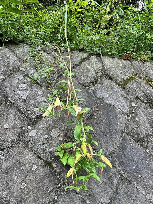折れたヤマユリ全身.jpg