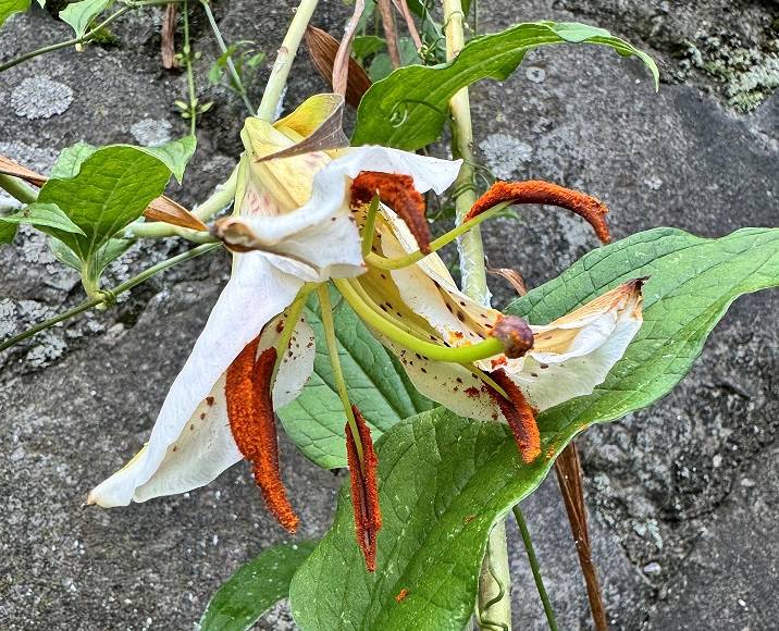 折れたヤマユリ花序.jpg