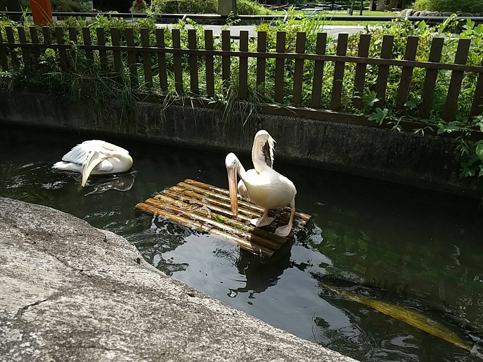 ペリカン水浴び③.jpg
