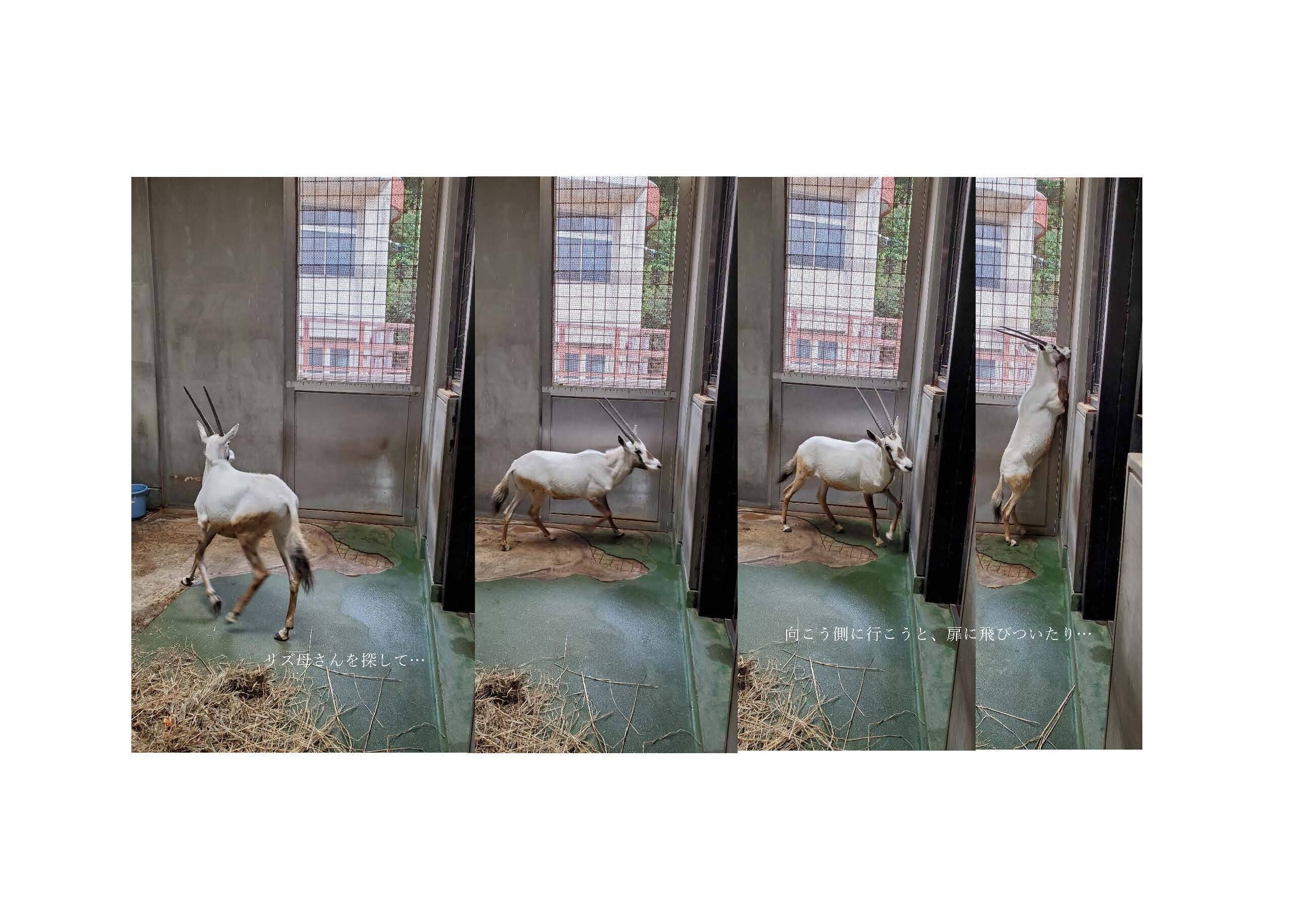 ナキのひとり立ち こぼれ話 金沢動物園公式サイト 公益財団法人 横浜市緑の協会 ナキのひとり立ち こぼれ話 金沢動物園公式サイト 公益財団法人 横浜市緑の協会