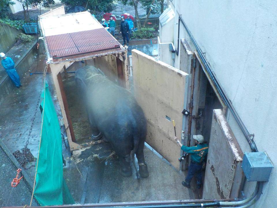 インドゾウを出園のために輸送箱へ誘導している様子.jpg