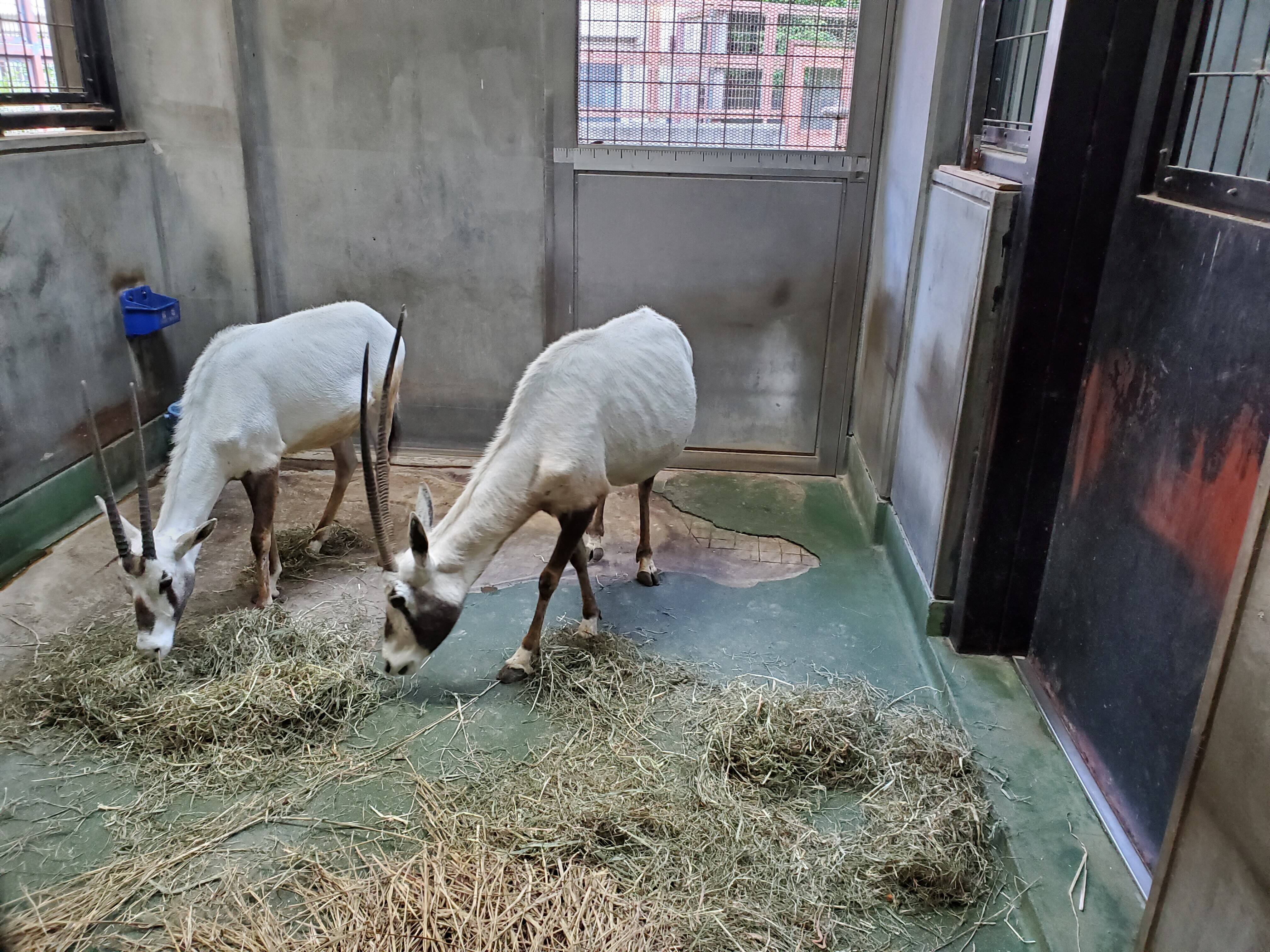 ナキのひとり立ち こぼれ話 金沢動物園公式サイト 公益財団法人 横浜市緑の協会 ナキのひとり立ち こぼれ話 金沢動物園公式サイト 公益財団法人 横浜市緑の協会