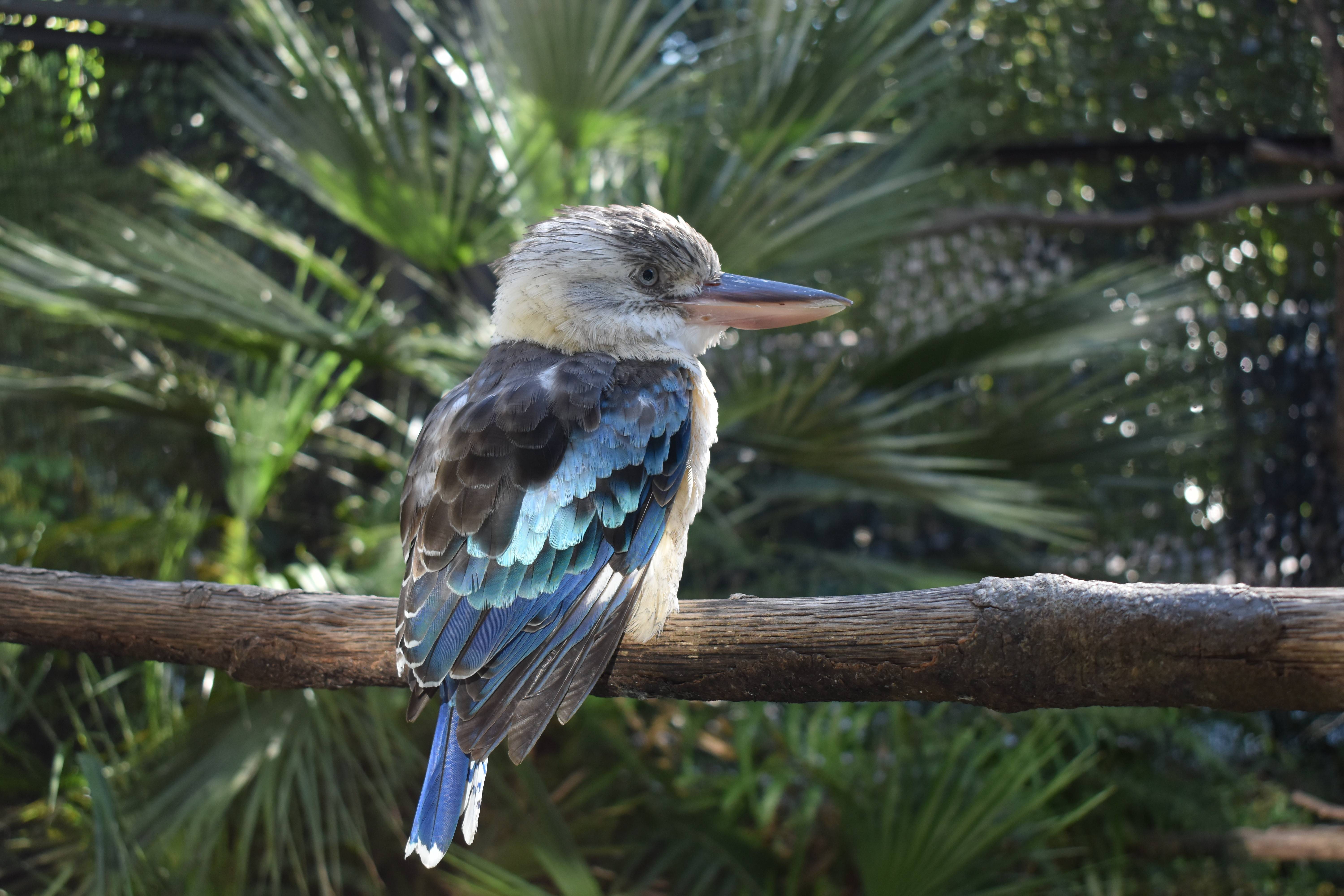 お知らせ アオバネワライカワセミの展示お休みについて お知らせ 金沢動物園公式サイト 公益財団法人 横浜市緑の協会