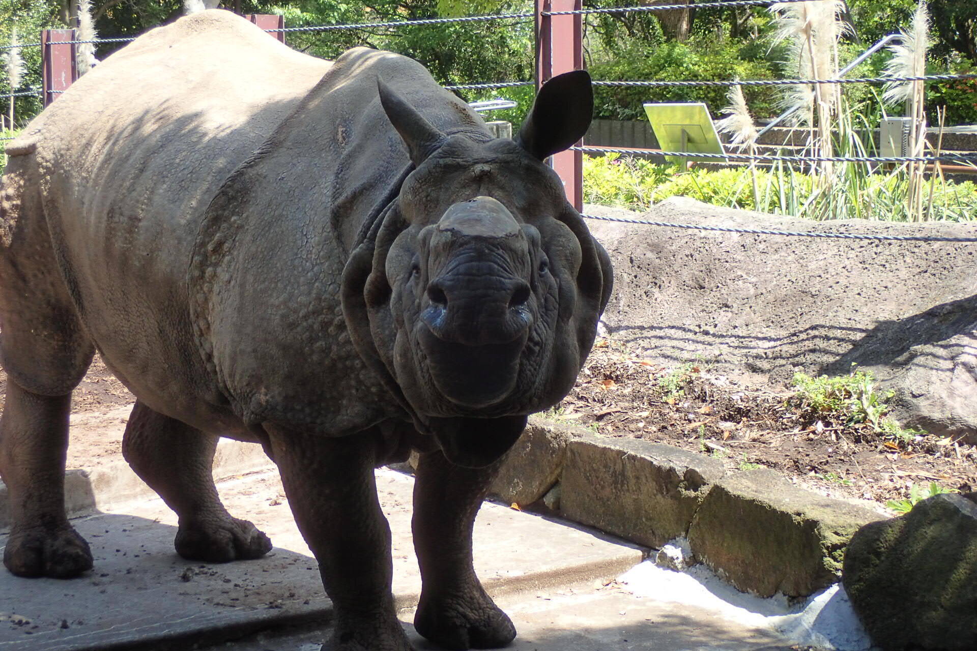 徐々に奇妙なインドサイ 第二部 こぼれ話 金沢動物園公式サイト 公益財団法人 横浜市緑の協会