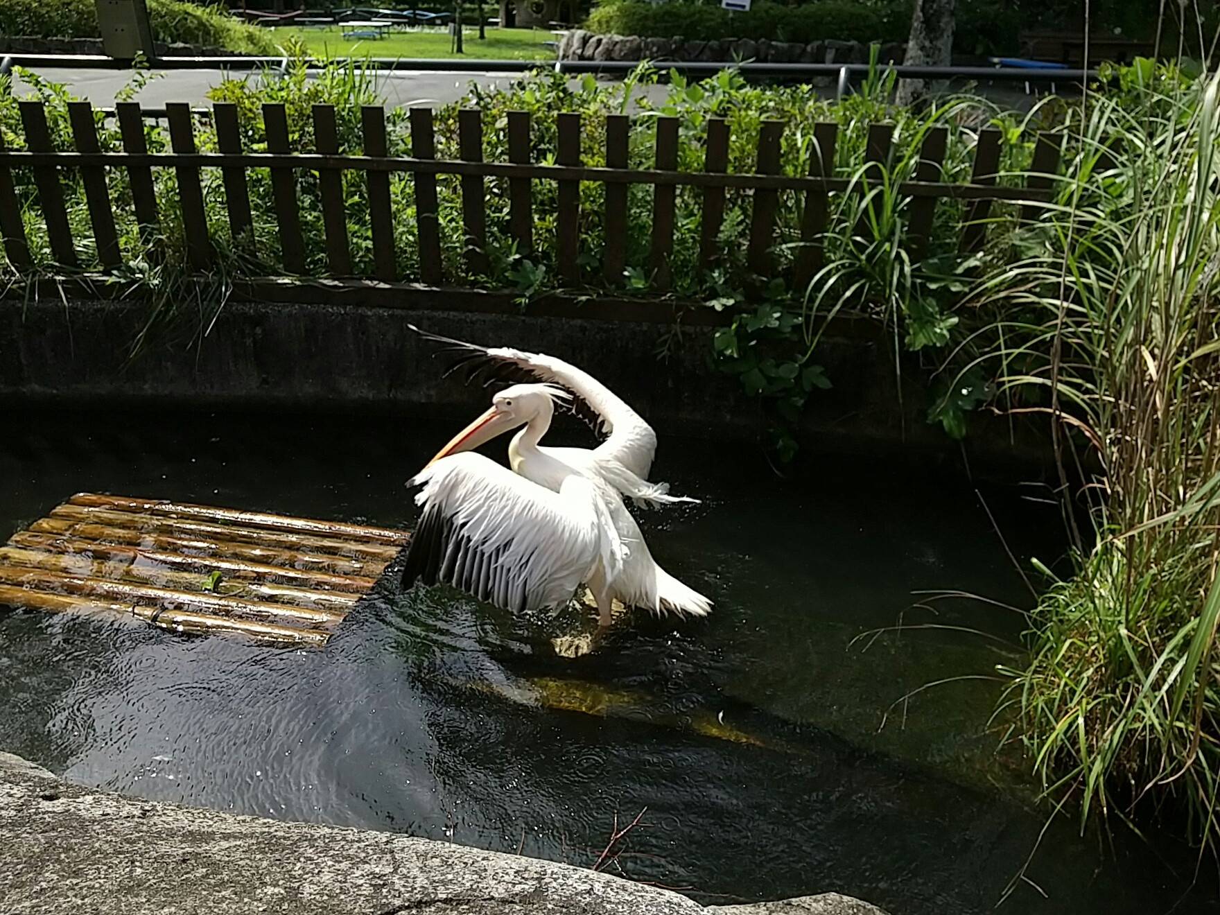 ペリカン水浴び②.jpg