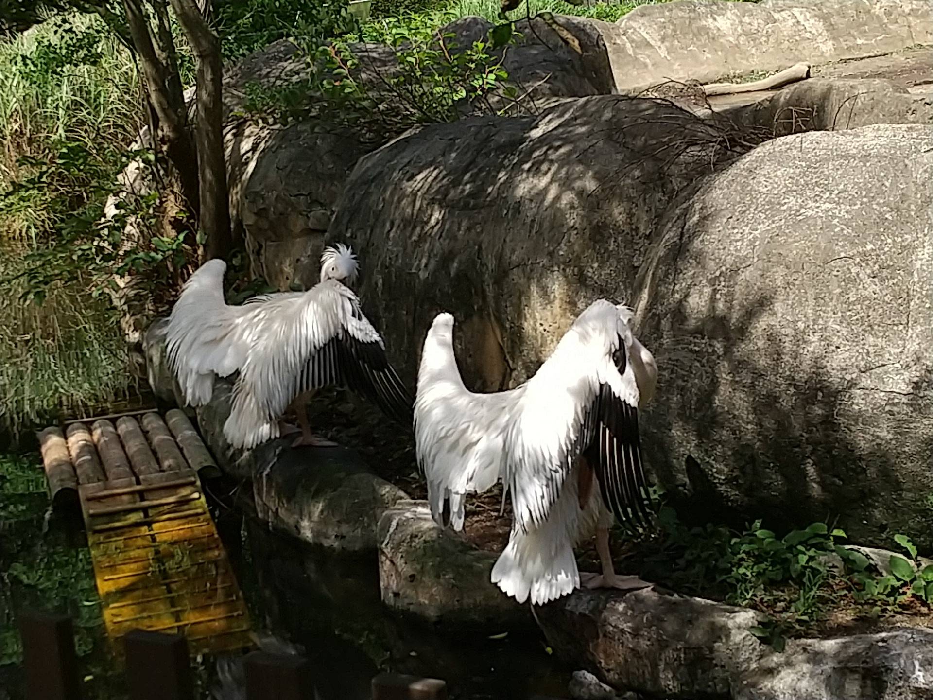 ペリカン羽を乾かす⑦.jpg