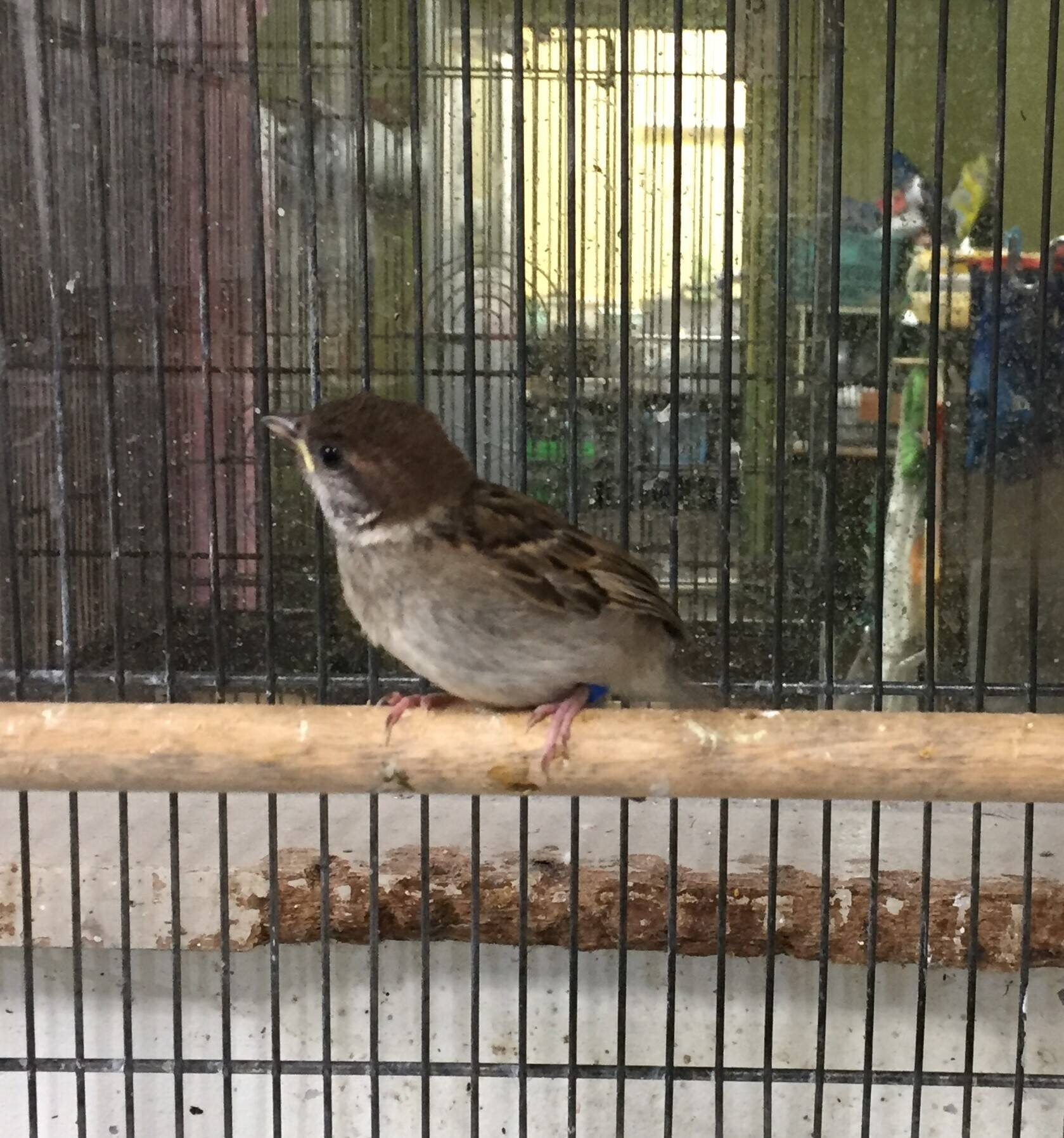 スズメのイヤイヤ期 こぼれ話 金沢動物園公式サイト 公益財団法人 横浜市緑の協会