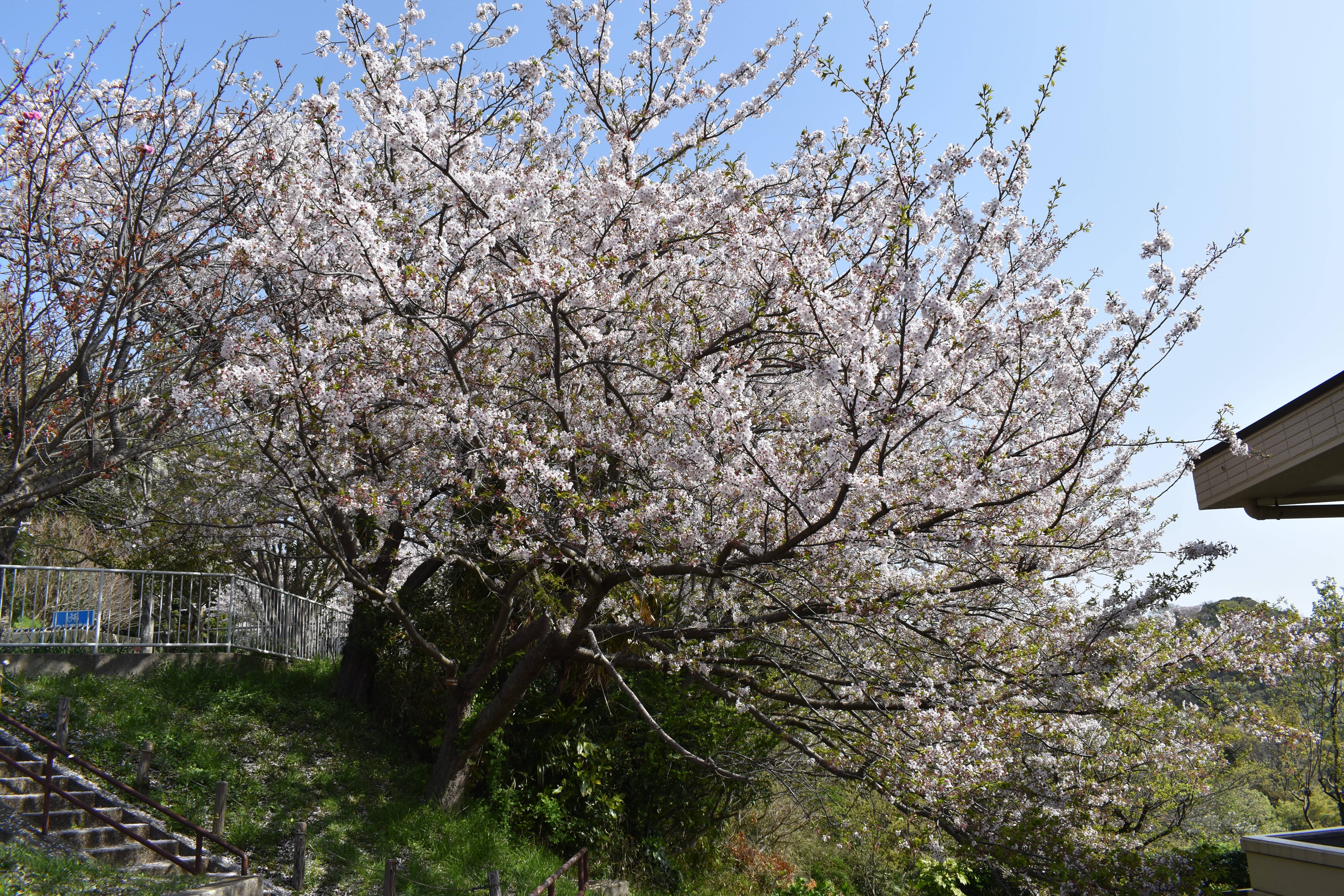 DSC_0010.jpg