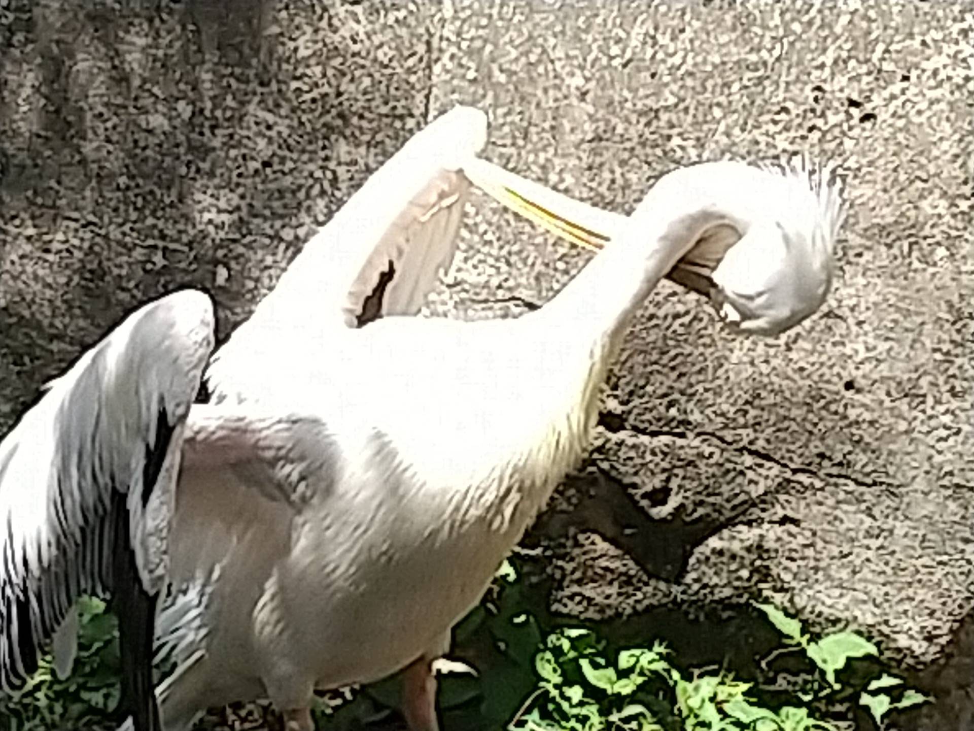 ペリカン羽繕い⑤.jpg