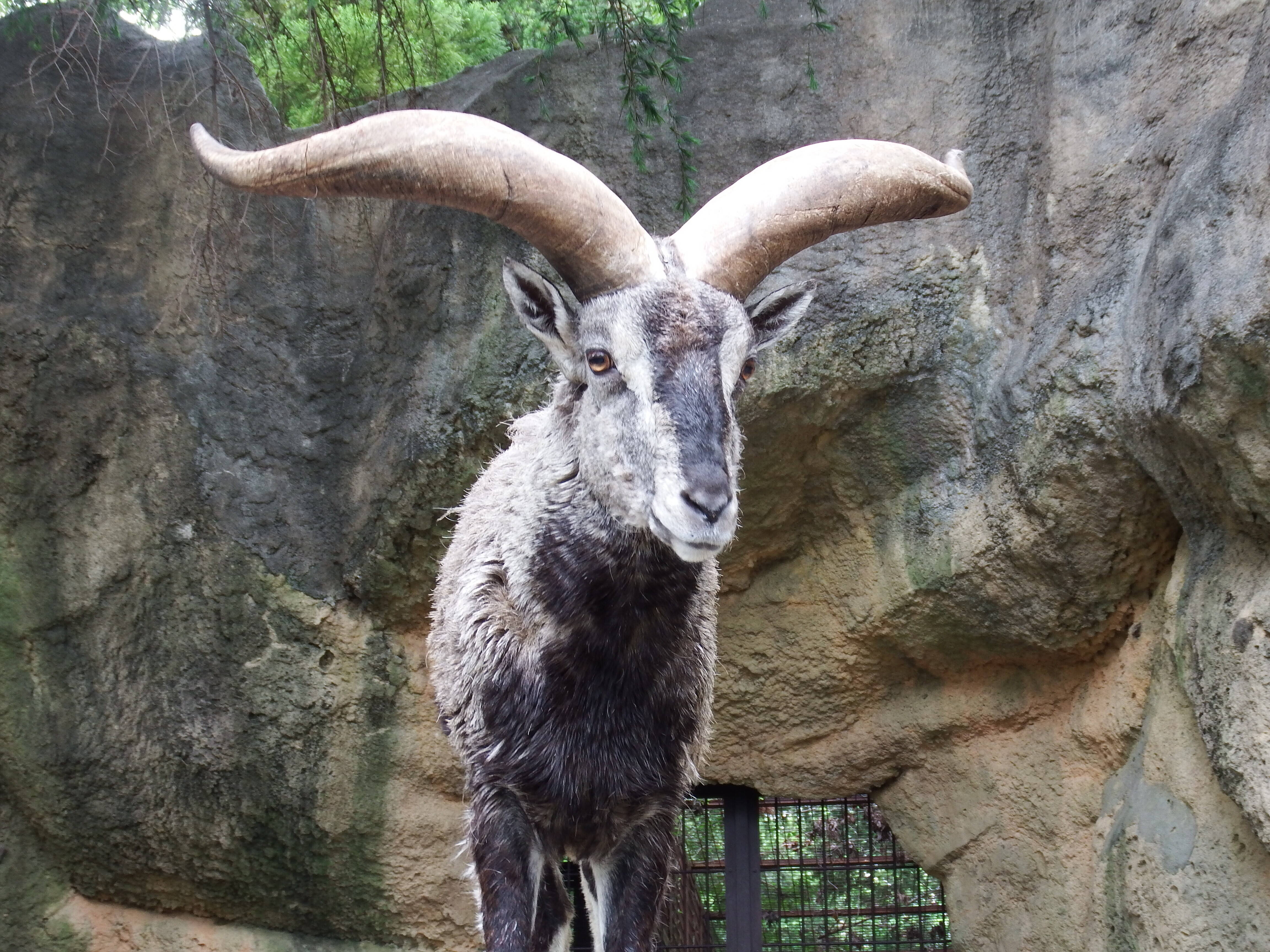 ハッサク (2).jpg