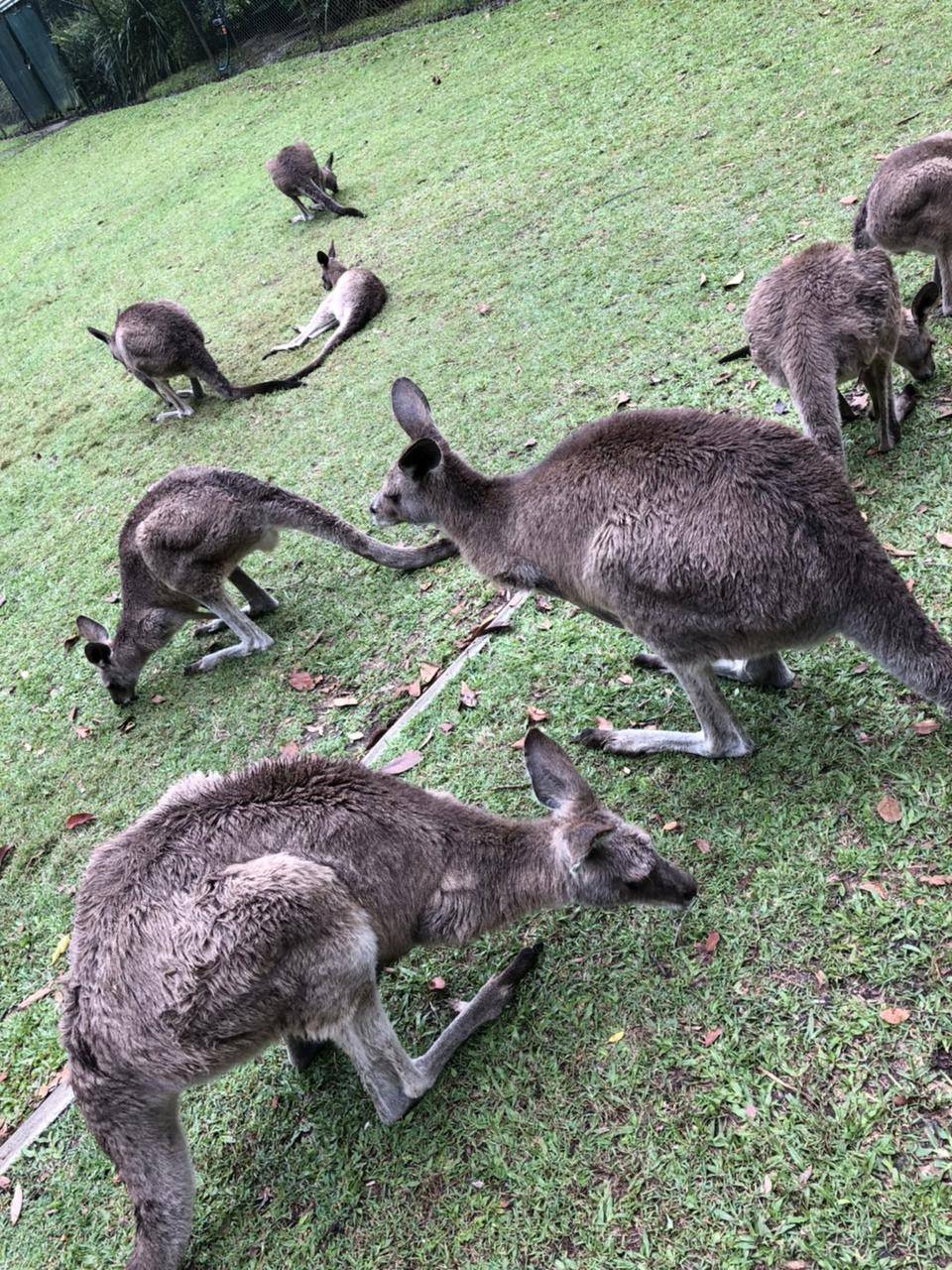 オーストラリアZOO カンガルー.jpg