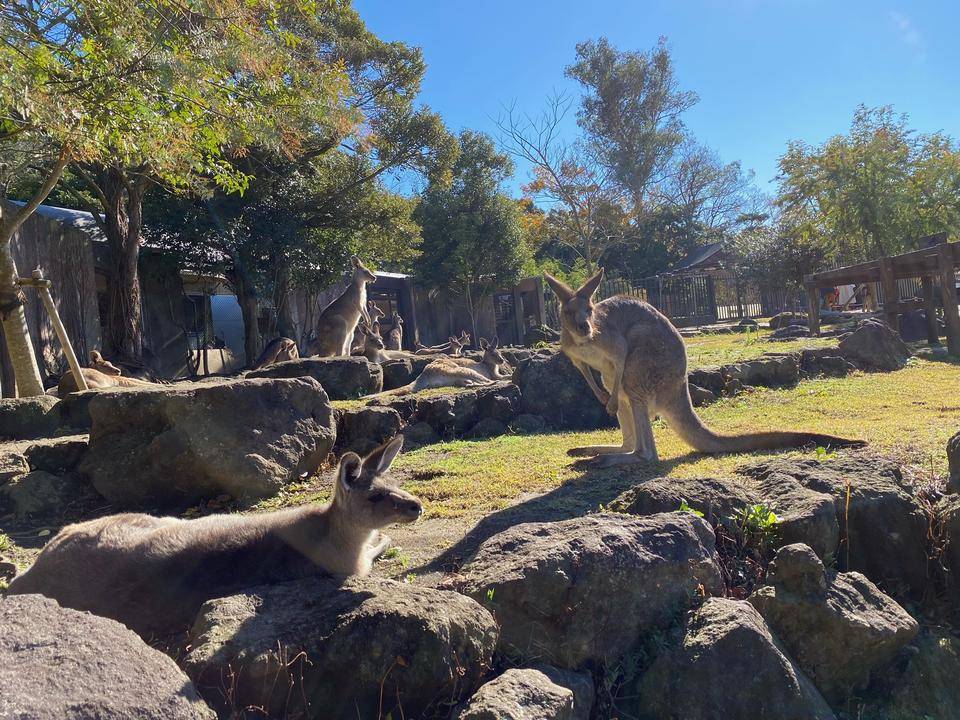 日向ぼっこ中のオオカンガルー.jpeg