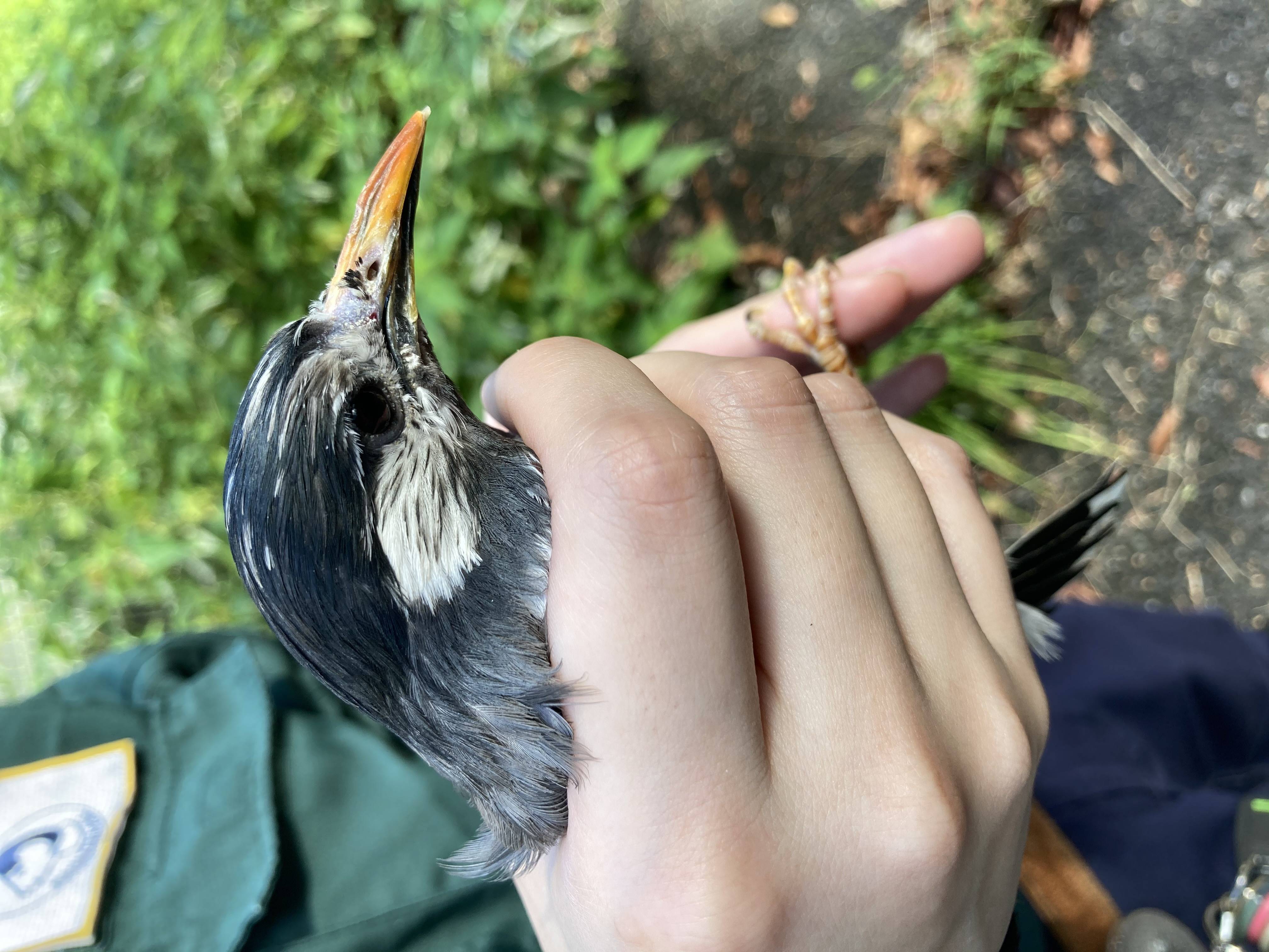 お空へ帰る日 こぼれ話 金沢動物園公式サイト 公益財団法人 横浜市緑の協会