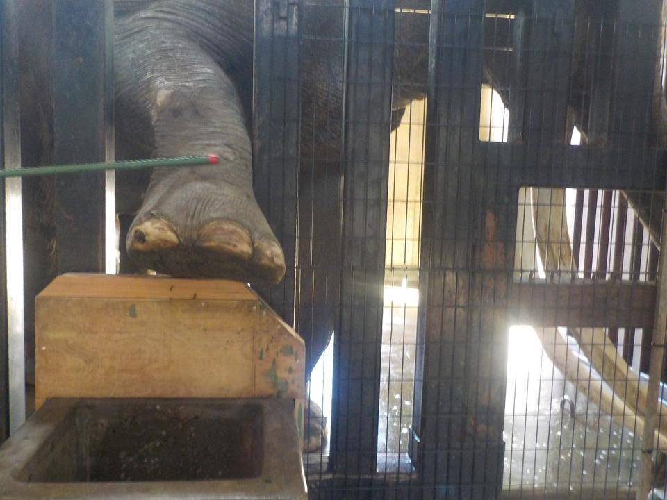 ②実習ではインドゾウのトレーニングを見学しました.jpg
