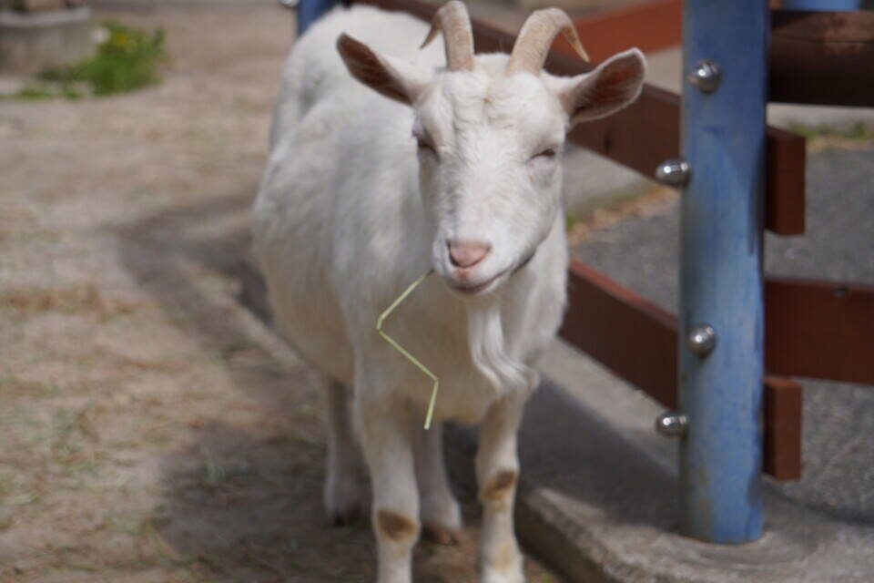 ヤギ散歩 ゾウとの出会い こぼれ話 金沢動物園公式サイト 公益財団法人 横浜市緑の協会