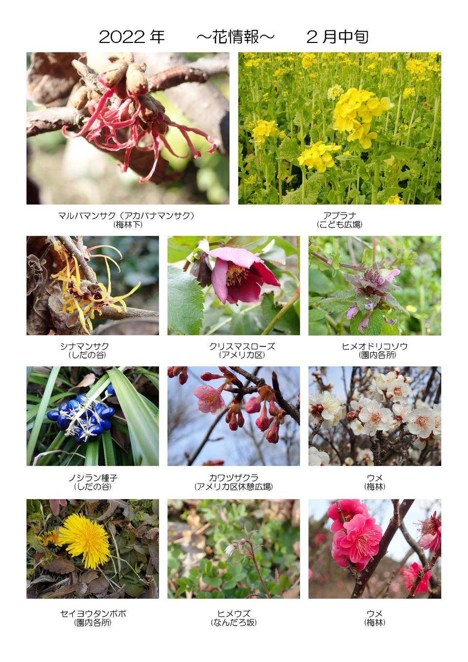 季節の花情報 2月中旬 イベント 講座 教室情報 金沢動物園公式サイト 公益財団法人 横浜市緑の協会
