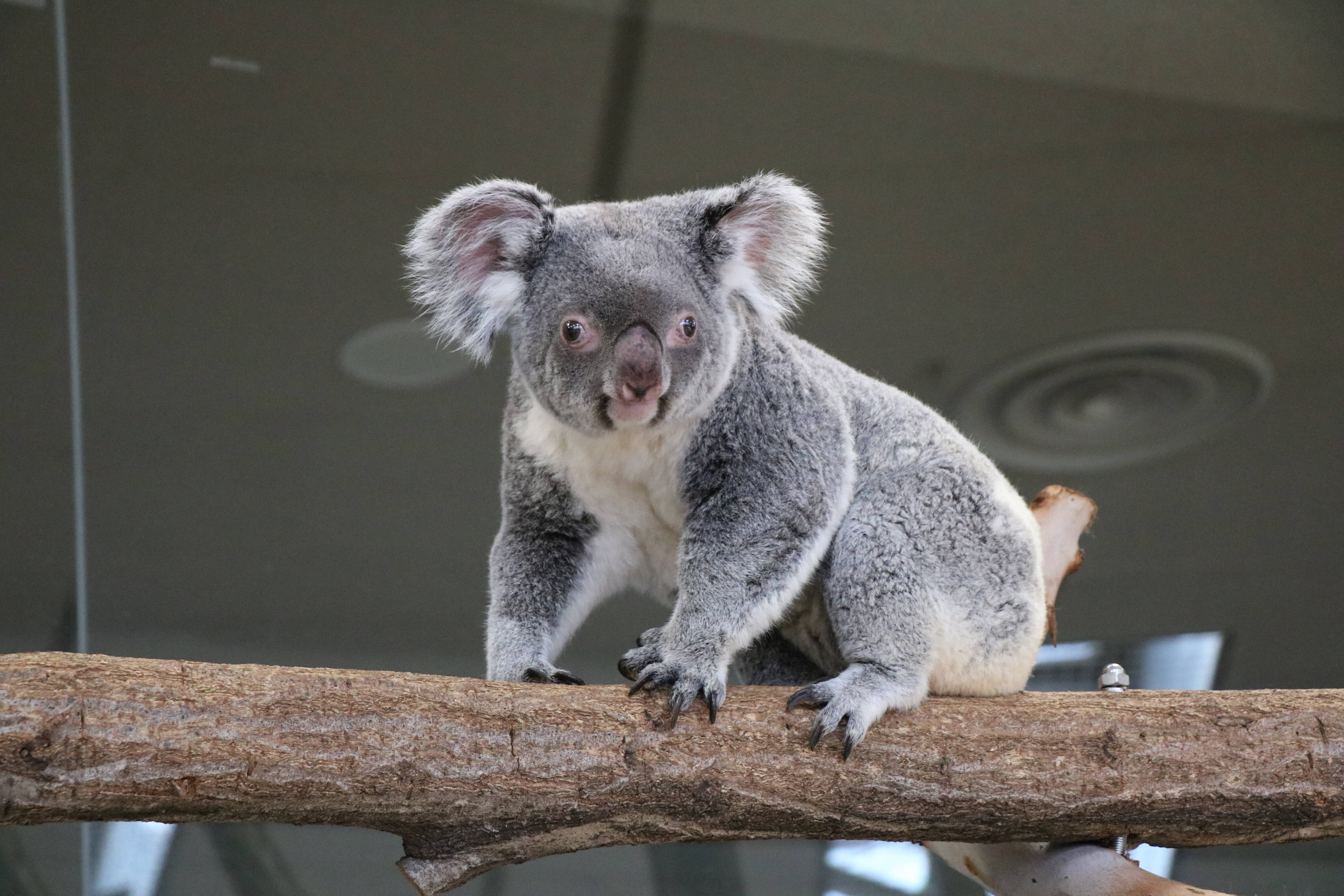 不法侵入 こぼれ話 金沢動物園公式サイト 公益財団法人 横浜市緑の協会 不法侵入 こぼれ話 金沢動物園公式サイト 公益財団法人 横浜市緑の協会