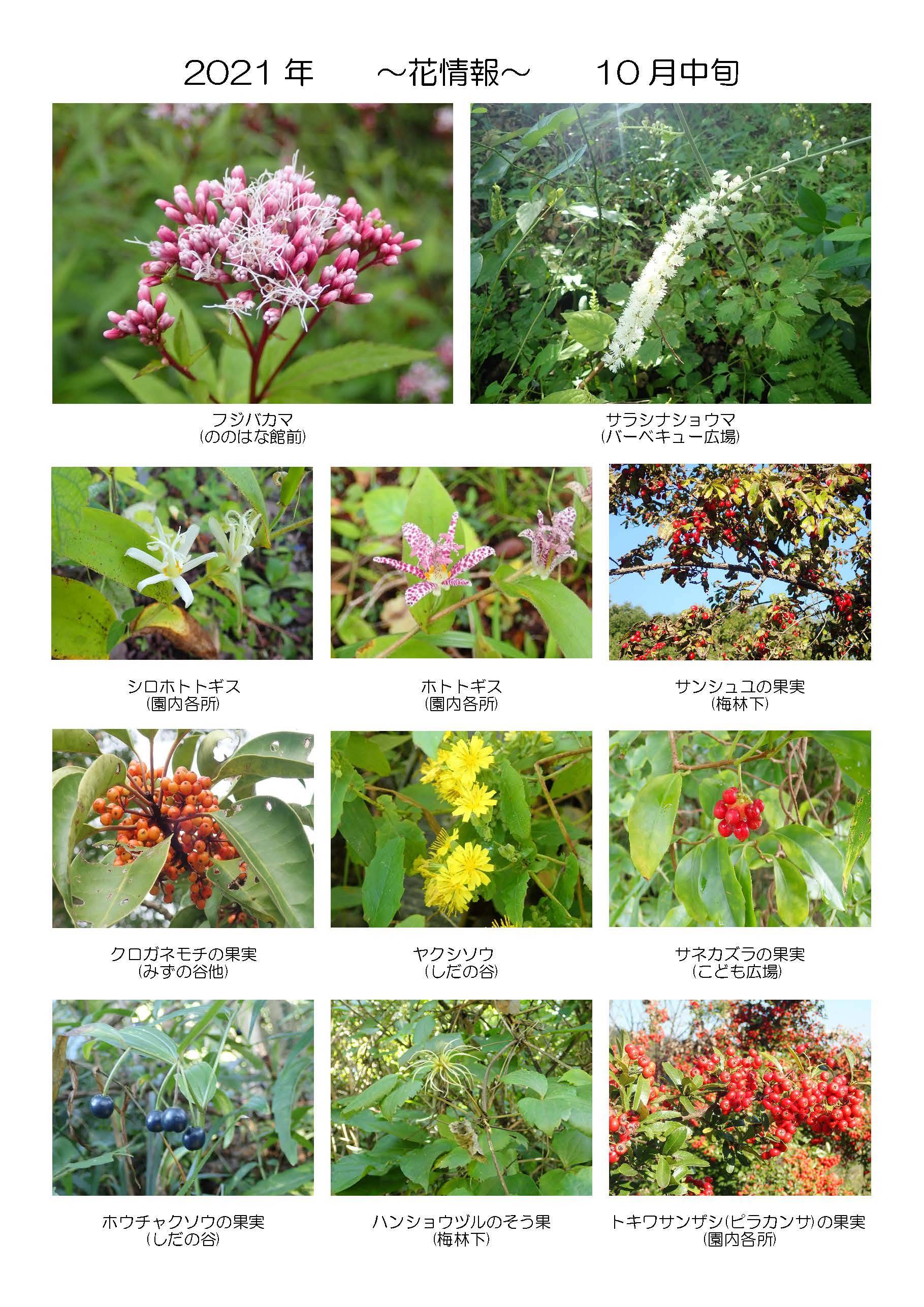 季節の花情報 10月中旬 イベント 講座 教室情報 金沢動物園公式サイト 公益財団法人 横浜市緑の協会 季節の花情報 10月中旬 イベント 講座 教室情報 金沢動物園公式サイト 公益財団法人 横浜市緑の協会