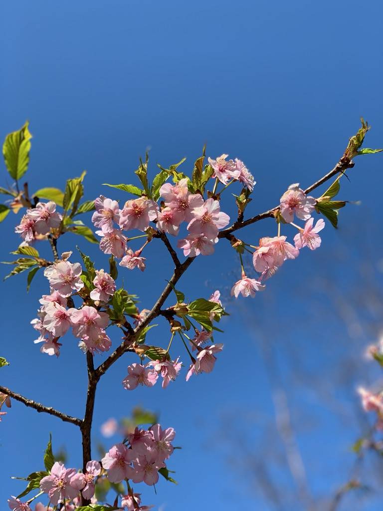 ①河津桜.jpg