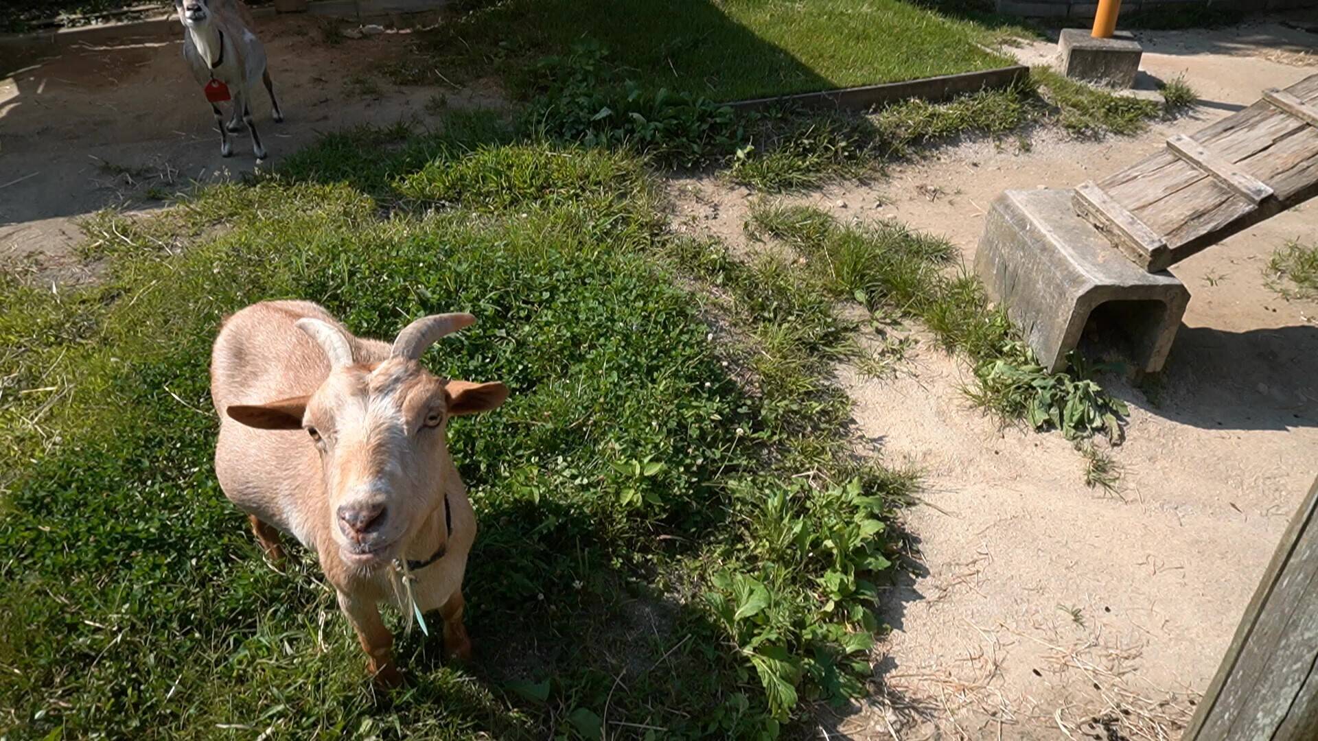 ほのぼの広場のおやつタイム モチ編 こぼれ話 金沢動物園公式サイト 公益財団法人 横浜市緑の協会