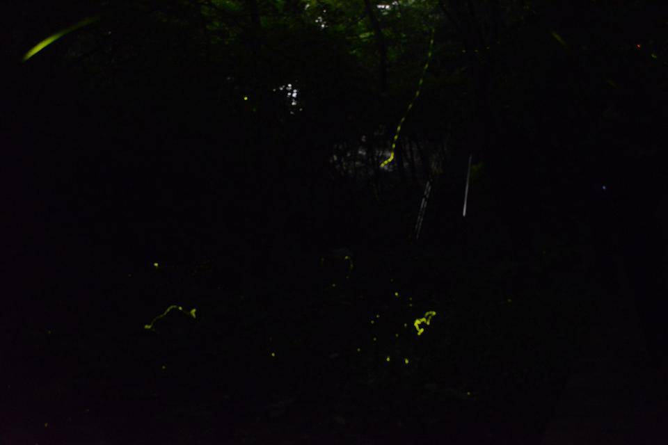 ホタル③.jpg