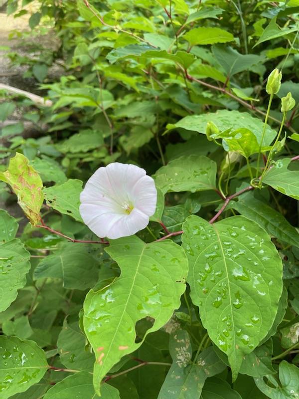 ③朝顔.jpg