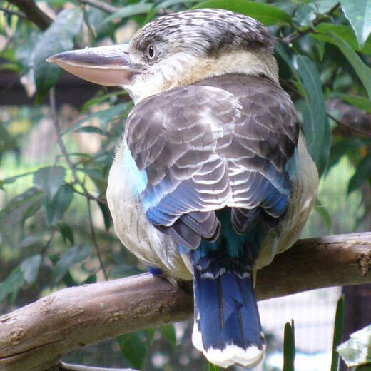 アオバネワライカワセミ