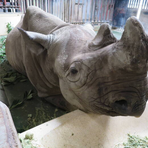 ヒガシクロサイ