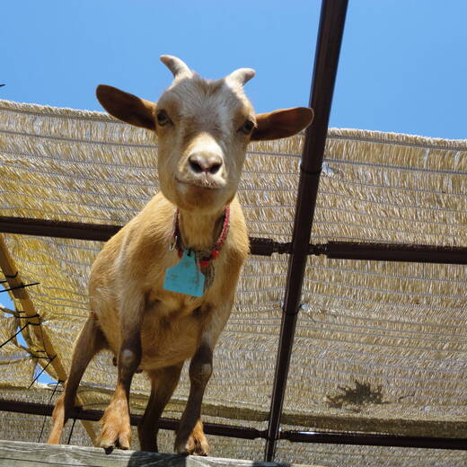 ヤギ