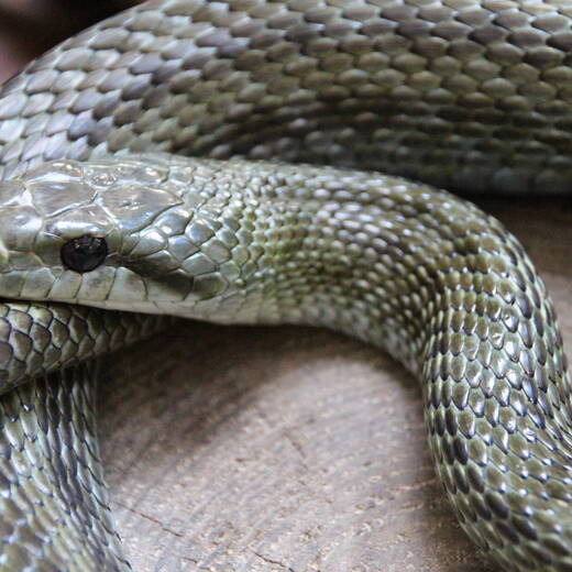 アオダイショウ