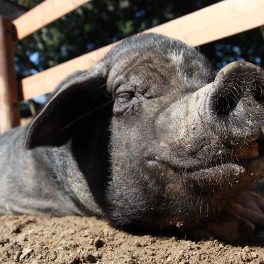 ブタ(ミニブタ)　※現在展示はお休みしています