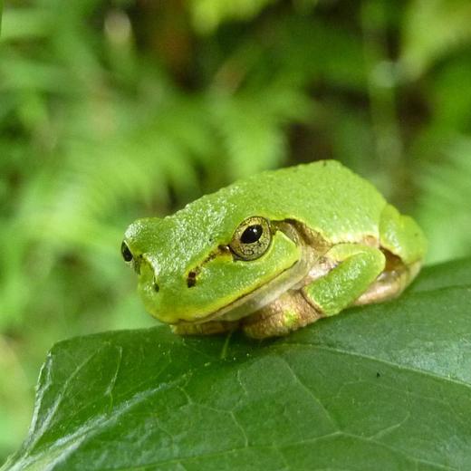 ニホンアマガエル