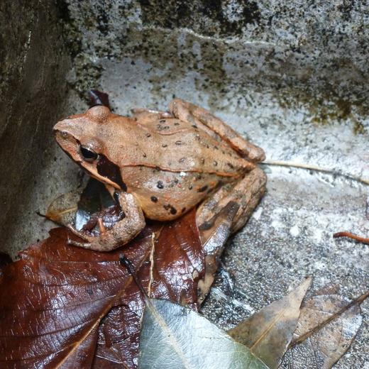 ヤマアカガエル