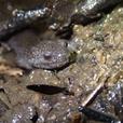 トウキョウサンショウウオ