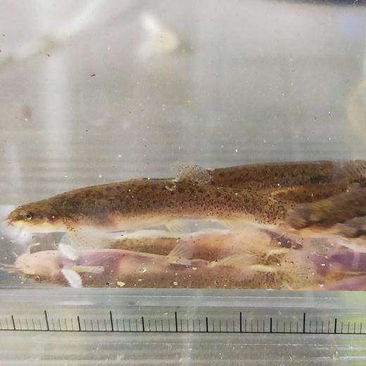 ホトケドジョウ