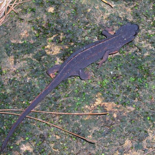 アカハライモリ