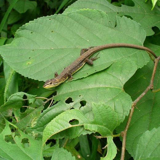 ニホンカナヘビ